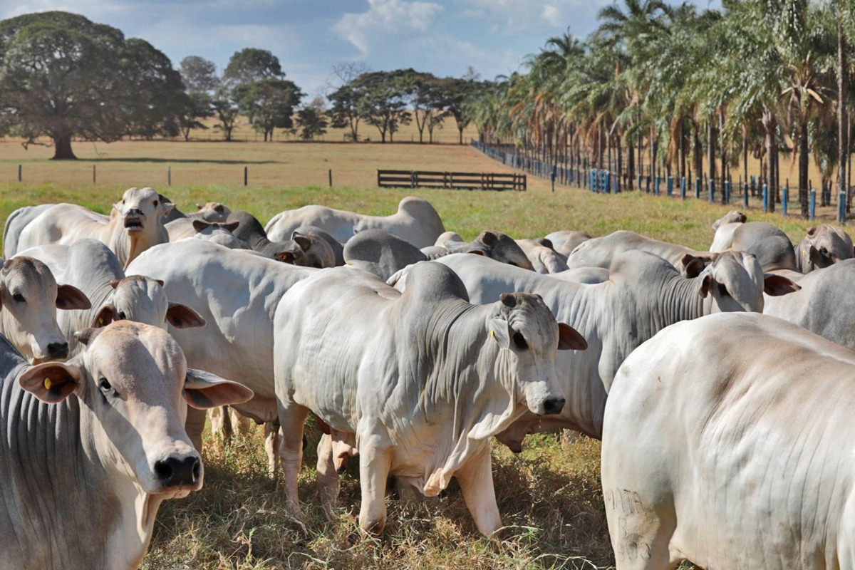 Fazenda Mata Velha prepara mais um Leilão de grandes ofertas